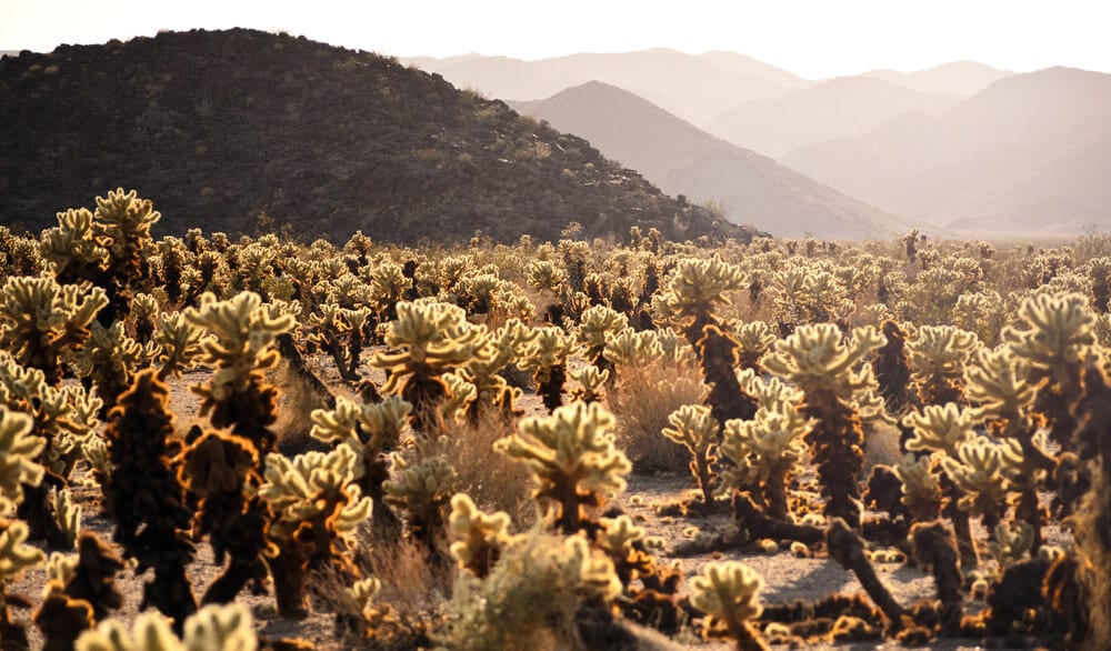 Joshua Tree's Cholla Cactus Gardens while Hiking near Palm Desert